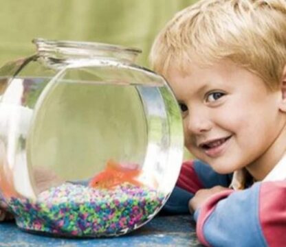 Glass Fishbowl Starter Set - Image 2