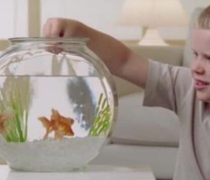 Glass Fishbowl Starter Set - Image 4